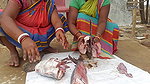 xAmazing Fish cutting skills    Village women cutti