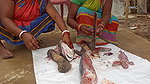 xAmazing Fish cutting skills    Village women cutti