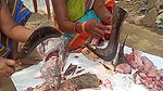 xAmazing Fish cutting skills    Village women cutti