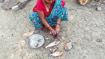 Amazing Fish Cutting Technique    Village Women cu