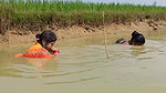 Amazing fishing by village women   Unique fishing