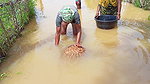 Amazing Fishing in Village Flood    Village Women