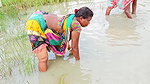 Amazing Hand Fishing by Village woman   Village wo