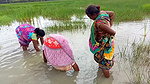 Amazing Hand Fishing by Village woman   Village wo