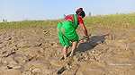 Amazing king mud crab catch by village women   Sea