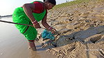 Amazing king mud crab catch by village women   Sea