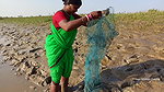 Amazing king mud crab catch by village women   Sea
