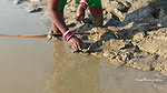 Amazing king mud crab catch by village women   Sea