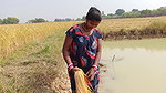Amazing Lady fishing in village with bare hand and