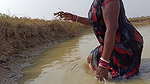 Amazing Lady fishing in village with bare hand and