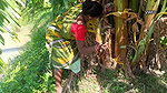 Amazing making of Banana plant Boat and fishing on