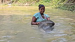 Amazing Mouni Fishing Big Carp Fish with Mouni Han