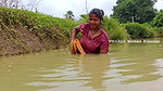 Amazing Mouni Net fishing    Village women fishing