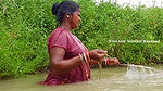 Amazing Mouni Net fishing    Village women fishing