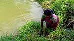 Amazing Net Fishing by Village women  Part -3