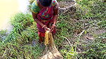 Amazing Net Fishing by Village women  Part -3