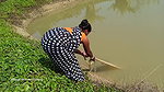 xAmazing net fishing by village women   Net Casting