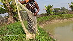xAmazing net fishing by village women   Net Casting
