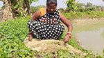 xAmazing net fishing by village women   Net Casting