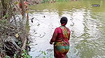 Amazing Net Fishing by Village Women    Big Big Fi