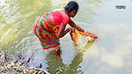 Amazing Net Fishing by Village Women    Big Big Fi