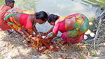Amazing Net Fishing by Village Women    Big Big Fi