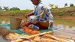 x Amazing Net fishing   Village women fishing floati