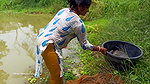 Amazing net fishing   village women fishing for Ti