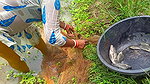 Amazing net fishing   village women fishing for Ti