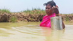 Amazing pond Crab catching by Village women   Vill