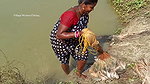 Amazing Traditional Village Women Net Fishing   Vi