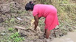 Amazing Village Women Big Carp Fish hunting in Vil