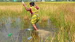 Amazing Village Women Catching Snakehead Fish with