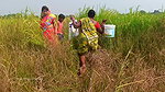 Amazing Village Women Catching Snakehead Fish with