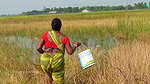 Amazing Village Women Catching Snakehead Fish with