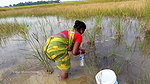 Amazing Village Women Catching Snakehead Fish with