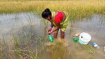Amazing Village Women Catching Snakehead Fish with