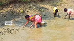 Amazing Village women collecting snails in Mud