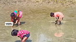 Amazing Village women collecting snails in Mud
