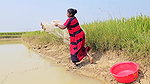 Amazing Village Women Exciting Fishing video    Vi