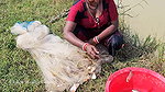 Amazing Village Women Exciting Fishing video    Vi