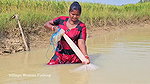 Amazing Village Women Exciting Fishing video    Vi
