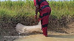 Amazing Village Women Exciting Fishing video    Vi