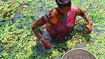 x Amazing Village Women Fishing in Dirty water