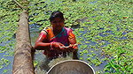 x Amazing Village Women Fishing in Dirty water