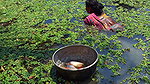 x Amazing Village Women Fishing in Dirty water