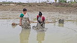 Amazing Village Women Fishing in Mud    Big Cat fi