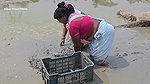 Amazing Village Women Fishing in Mud    Big Cat fi
