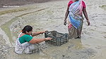 Amazing Village Women Fishing in Mud    Big Cat fi