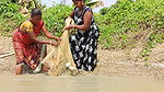 Amazing Village Women Fishing in village pond   Bi
